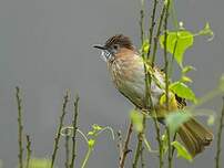 Bulbul de McClelland
