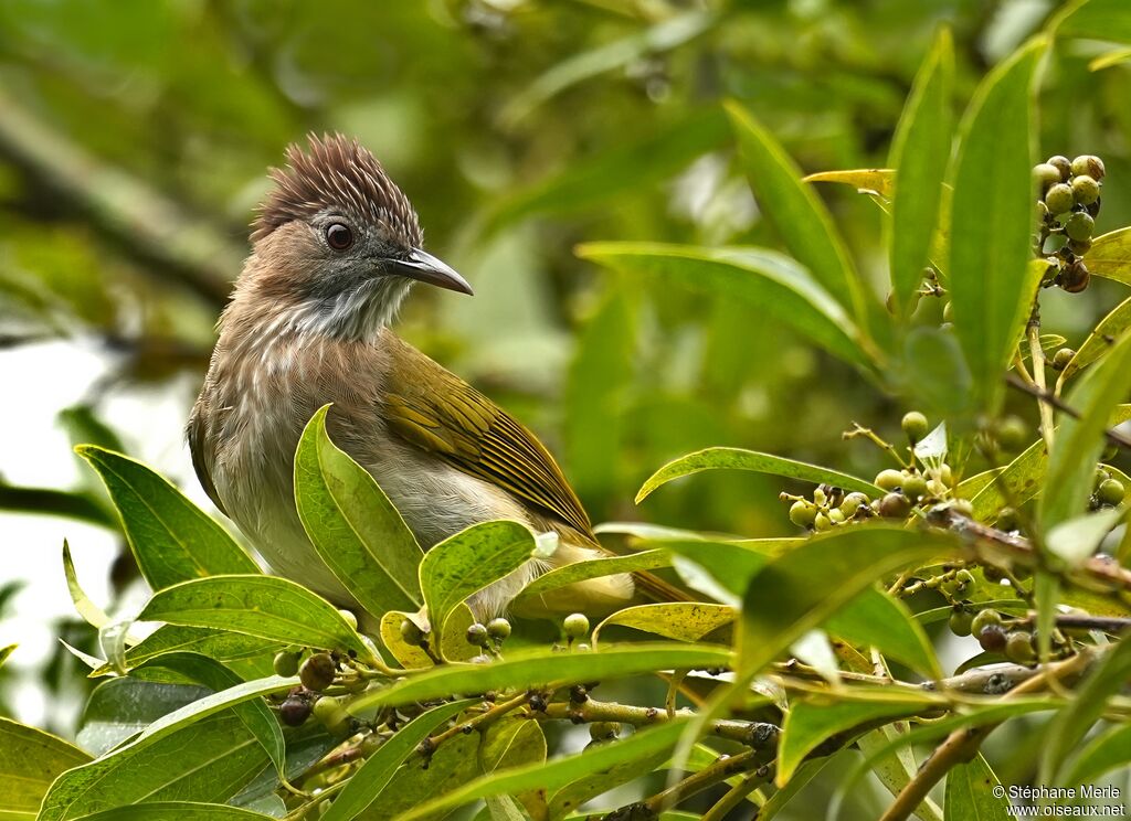 Bulbul de McClelland