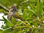 Bulbul de McClelland