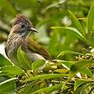 Bulbul de McClelland