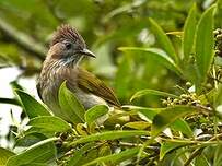 Bulbul de McClelland