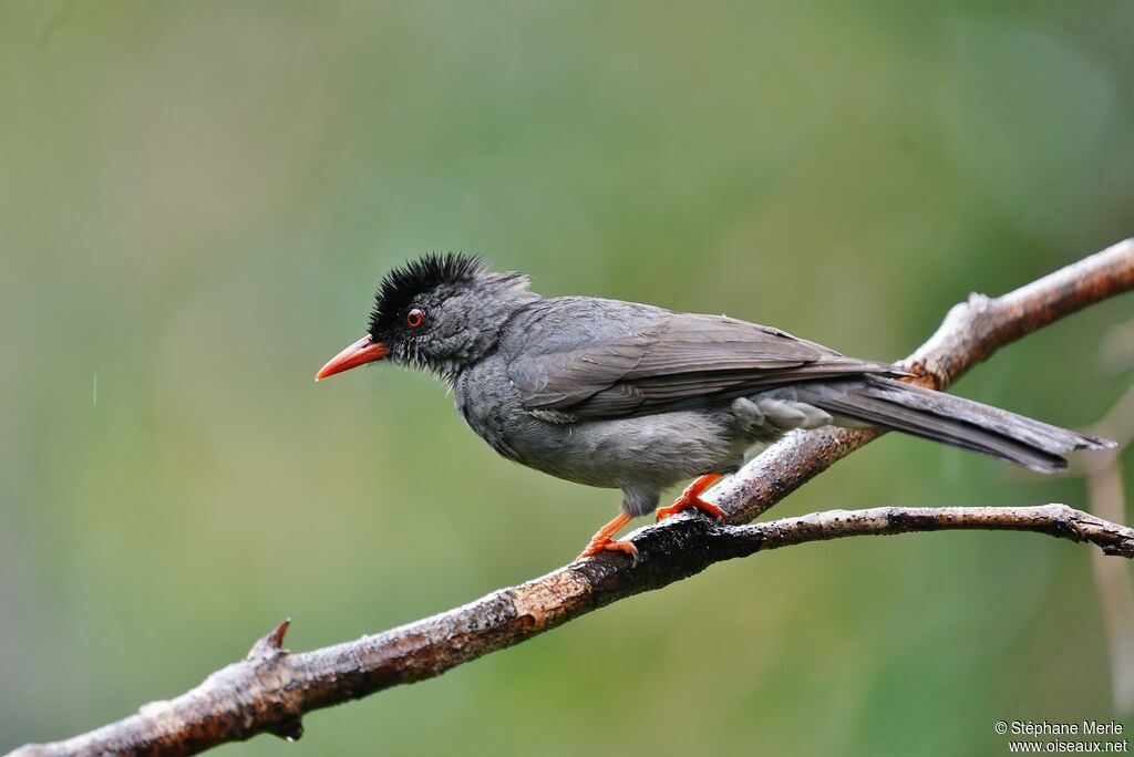 Square-tailed Bulbuladult