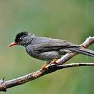 Bulbul des Ghats