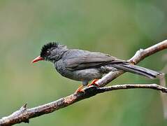 Square-tailed Bulbul