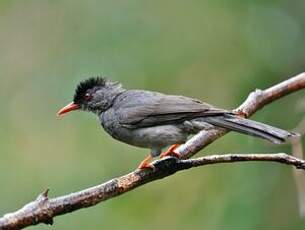 Bulbul des Ghats