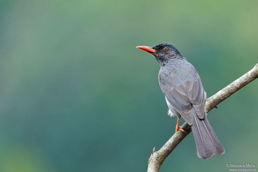 Square-tailed Bulbuladult