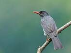 Bulbul des Ghats