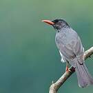 Bulbul des Ghats