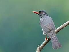 Square-tailed Bulbul