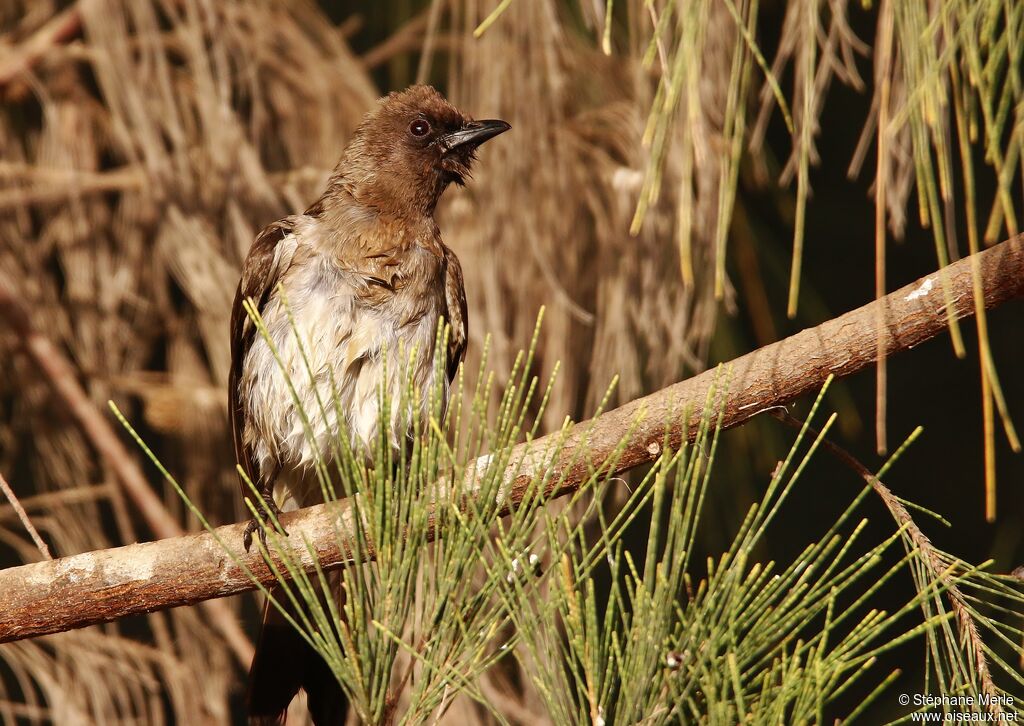 Bulbul des jardinsadulte