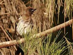 Bulbul des jardins