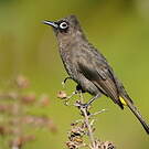 Bulbul du Cap