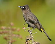 Bulbul du Cap