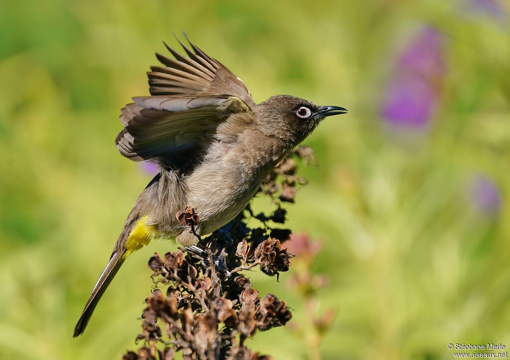 Bulbul du Capadulte