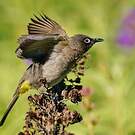 Bulbul du Cap