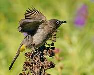 Bulbul du Cap