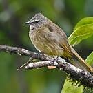 Bulbul flavescent