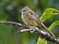 Bulbul flavescent
