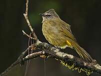 Bulbul flavescent