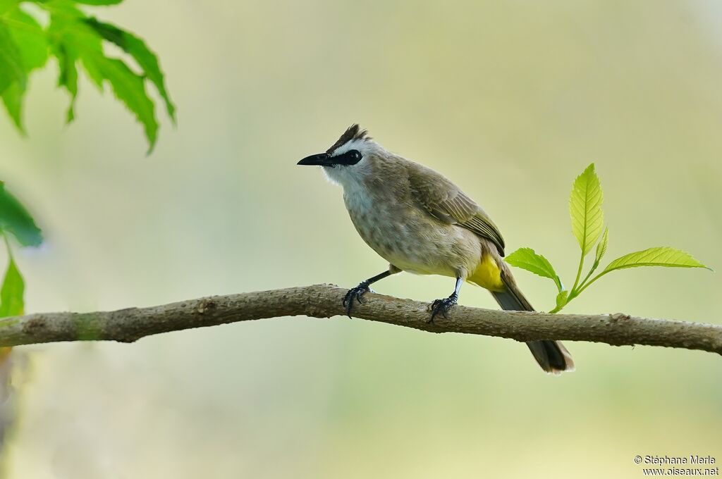 Yellow-vented Bulbuladult