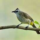 Bulbul goiavier