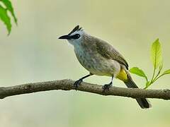 Bulbul goiavier