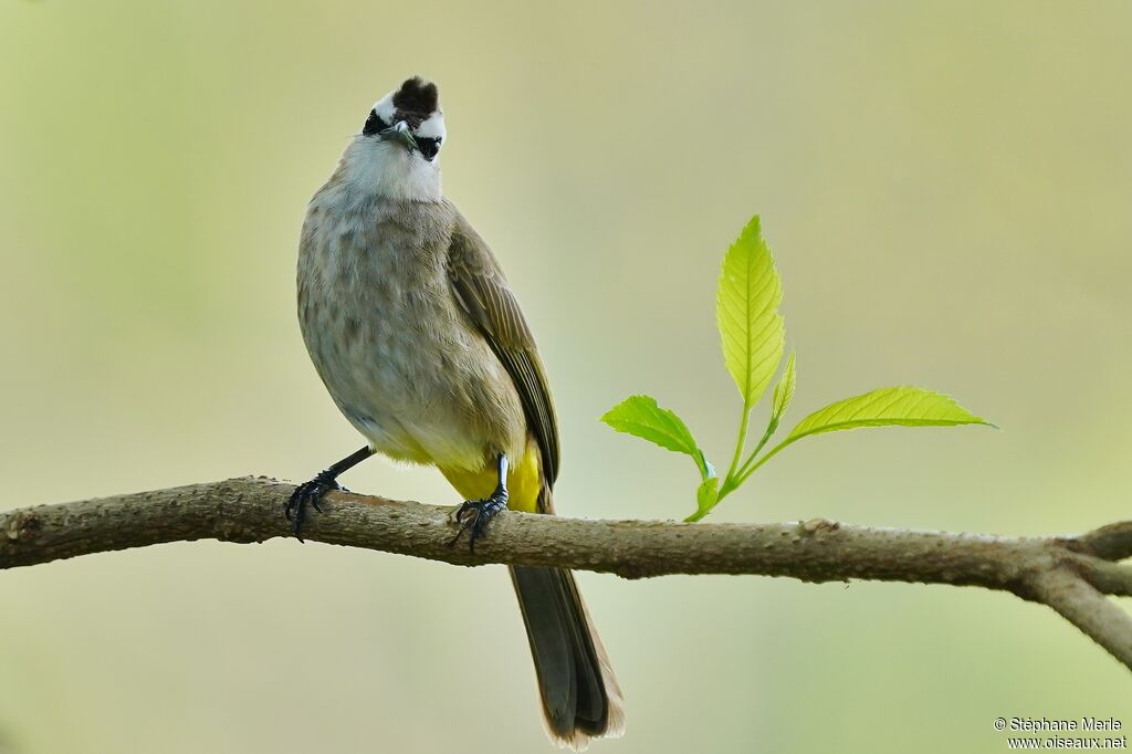 Yellow-vented Bulbuladult