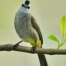Bulbul goiavier