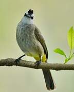 Yellow-vented Bulbul