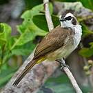 Bulbul goiavier