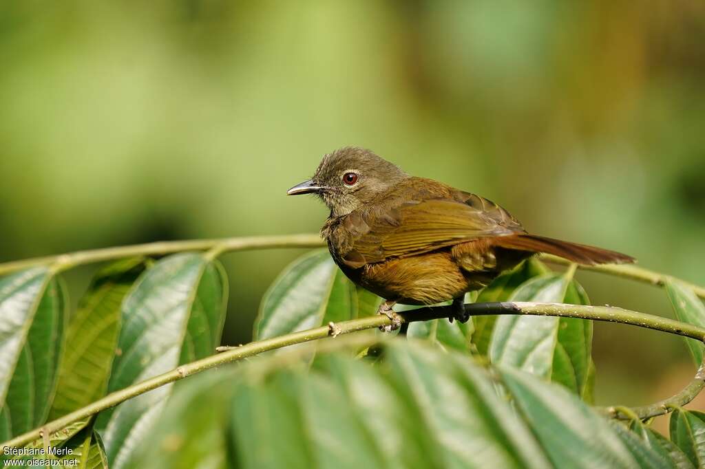 Bulbul gracileadulte, identification