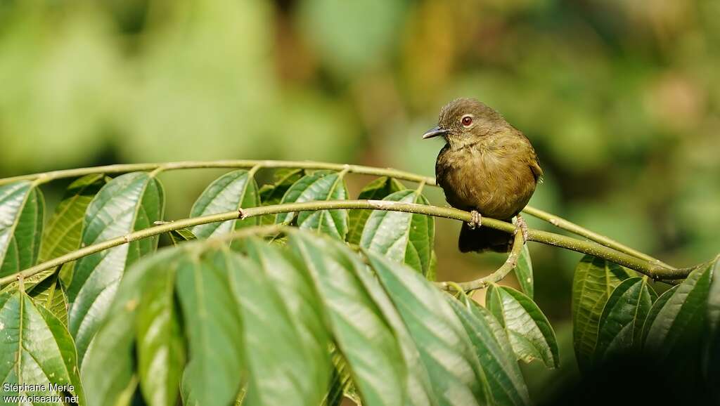 Bulbul gracileadulte, portrait