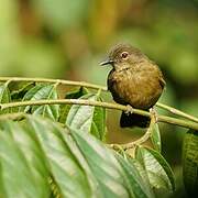 Little Grey Greenbul