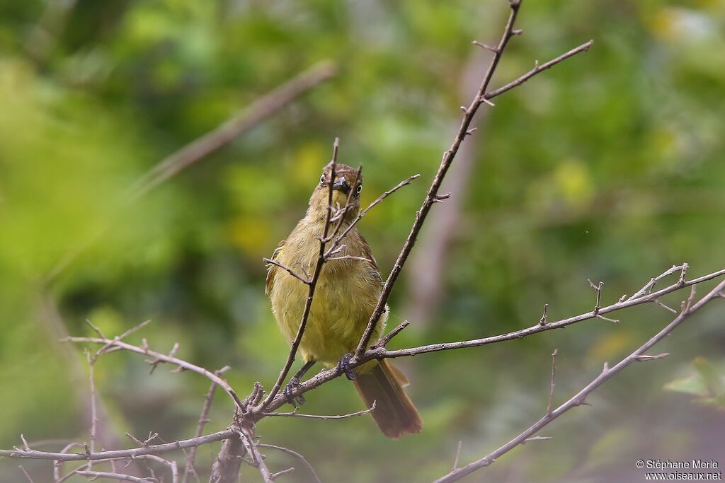 Bulbul importun