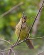 Bulbul importun