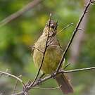 Bulbul importun