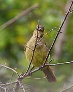 Sombre Greenbul