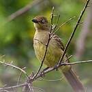 Bulbul importun