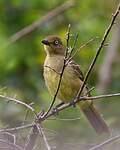 Bulbul importun