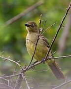 Sombre Greenbul