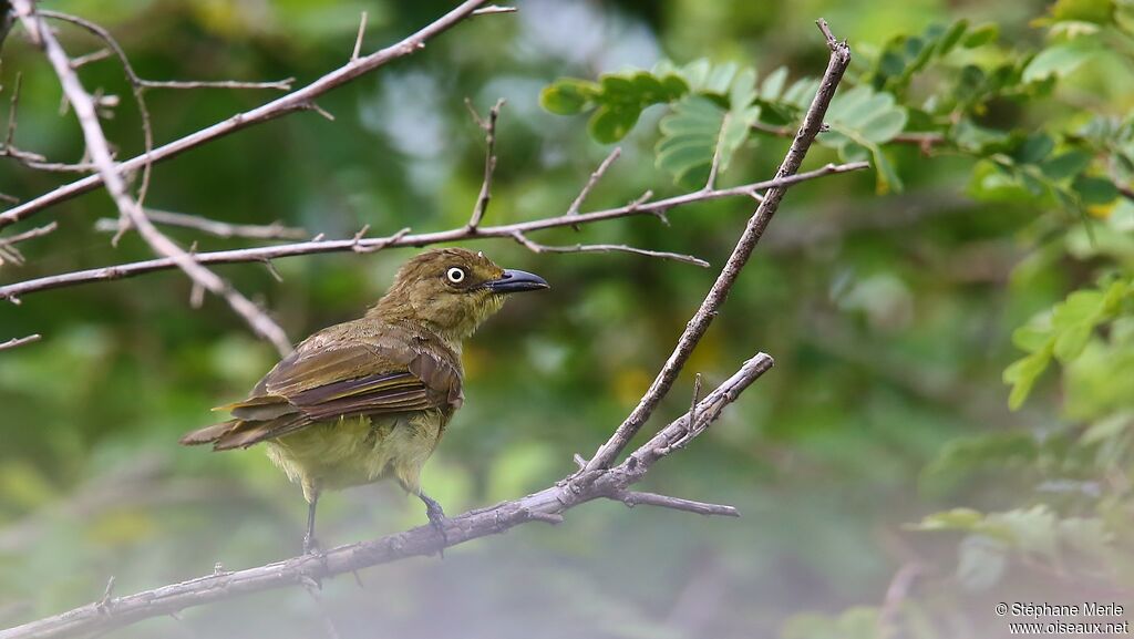 Sombre Greenbul