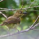 Bulbul importun