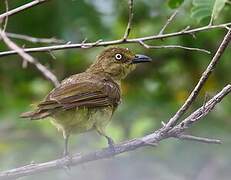 Sombre Greenbul