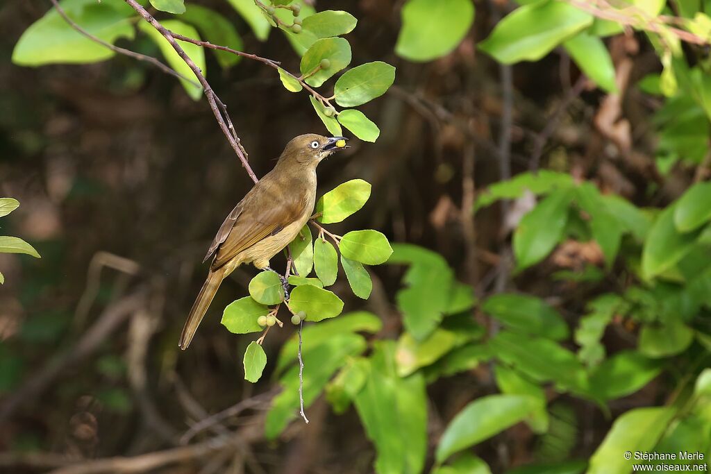 Bulbul importunadulte