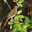 Bulbul importun
