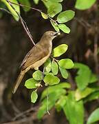 Sombre Greenbul