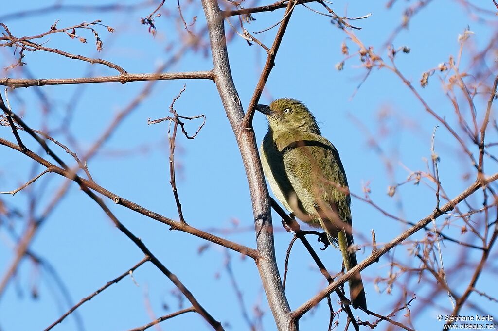 Sombre Greenbul