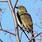 Bulbul importun
