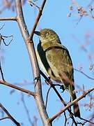 Sombre Greenbul