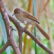 Terrestrial Brownbul